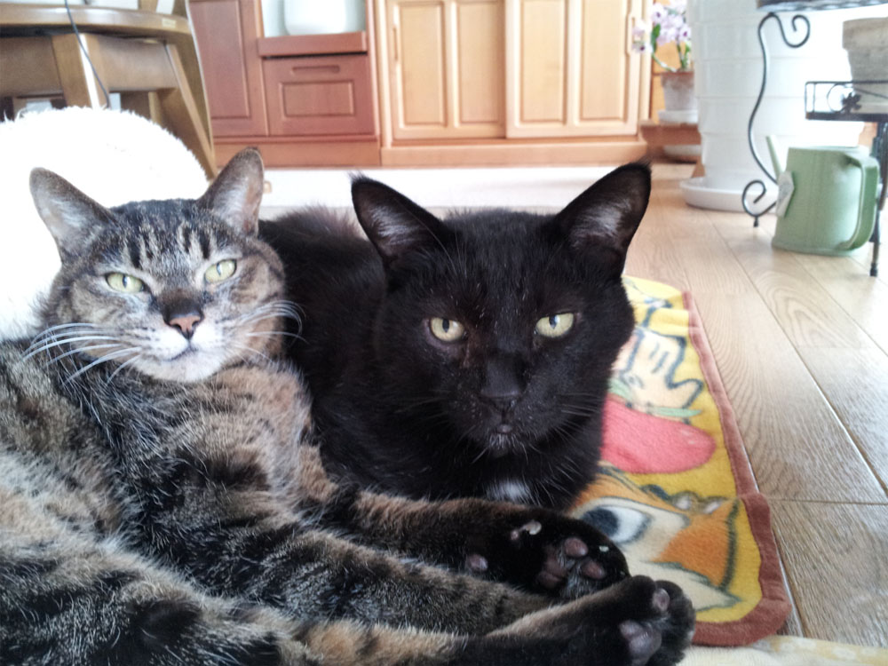 黒猫とグレーの猫写真