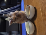うさぎ