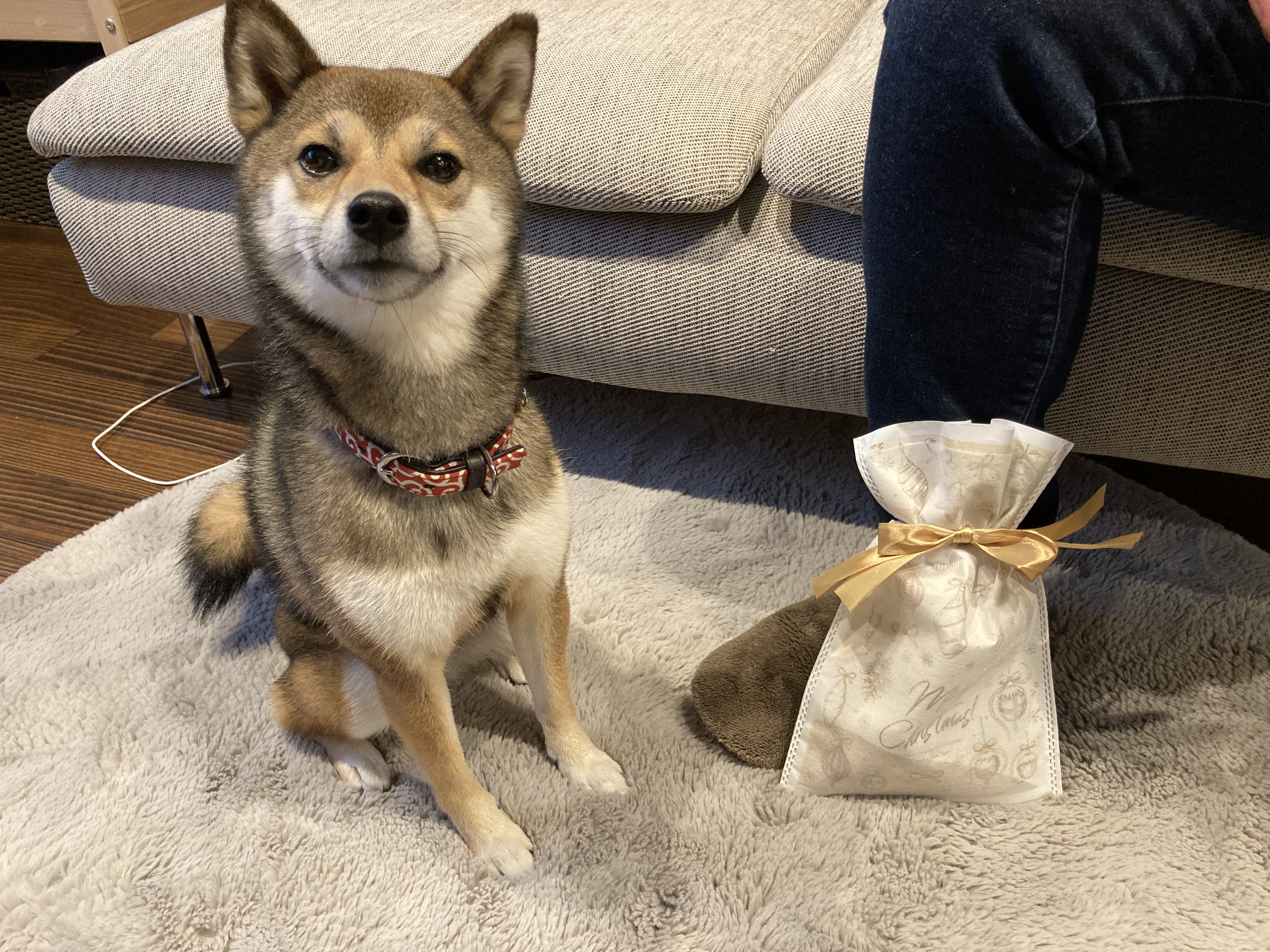 芝犬
